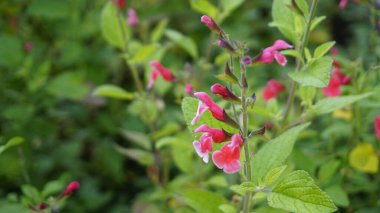 Salvia Greggii 'nin güzel kırmızı çiçekleri San Antone keklik otu olarak da bilinir.