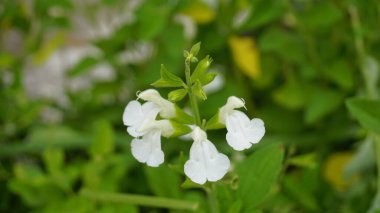 Salvia Greggii 'nin güzel beyaz çiçekleri San Antone keklik otu olarak da bilinir.