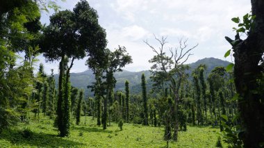 Sütun Metodu ile birlikte tereyağı tarlası ya da Kodaikanal tepelerindeki ağaçlara sarılmış dikey Kara Biber tarımı..