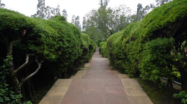 Chettiar Park 'ın güzel manzaralı bahçesi, Kodaikanal. Her yeri yemyeşil ve nefis manzaralarla kaplıydı..