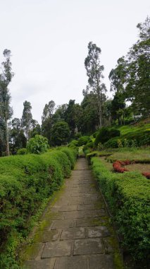 Chettiar Park 'ın güzel manzaralı bahçesi, Kodaikanal. Her yeri yemyeşil ve nefis manzaralarla kaplıydı..