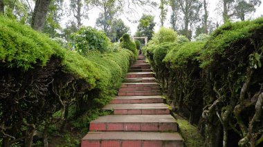 Kodaikanal, Hindistan - 02 Temmuz 2023: Chettiar Park 'ın güzel manzaralı bahçesinin tadını çıkaran turistler.