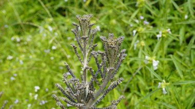 Kalanchoe delagoensis eskiden Bryophyllum delagoense olarak bilinirdi ve genellikle milyonlarca avize ya da avize bitkisinin anası olarak bilinirdi. Kodaikanal 'daki doğal ortamında görüldü.