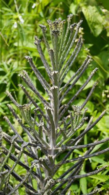 Kalanchoe delagoensis eskiden Bryophyllum delagoense olarak bilinirdi ve genellikle milyonlarca avize ya da avize bitkisinin anası olarak bilinirdi. Kodaikanal 'daki doğal ortamında görüldü.