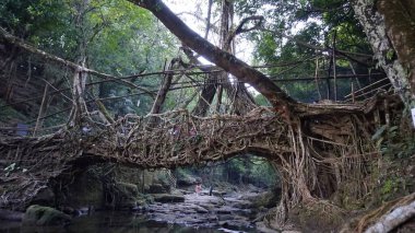 Meghalaya 'nın Yaşayan Kök Köprüleri. Köprüler, Hindistan 'daki kabilelerin hünerlerini sergiliyor. Mawlynnong köyünde..