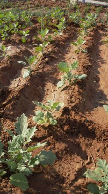 Patlıcan, patlıcan, brinjal ya da baigan yetiştiriciliği. Ev bahçesindeki küçük fidanlar.