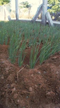 Cultivation of Small onion or Allium parvum wild onion in home garden in organic manner. Small plant saplings in home garden clipart