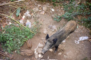Cinghiali che cercano cibo in un ambiente urbano inquinato da rifiuti e rifiuti di plastica