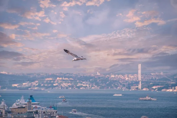 伊斯坦布尔博斯普鲁斯桥附近的海鸥 天空乌云密布 土耳其伊斯坦布尔 海鸥飞越海面 伊斯坦布尔 土耳其 — 图库照片