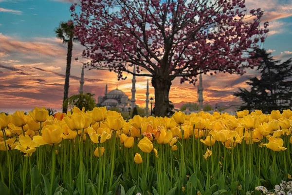 Blue Mosque and Yellow Tulips. Yellow tulips in focus and Blue Mosque (Sultanahmet Mosque) on the background. Sunset and Yellow Tulips..