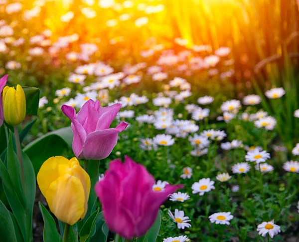 Beautiful sunset with pink tulips and daisies. Daisies out of focus on pink tulip background. Pink tulips in selective focus.