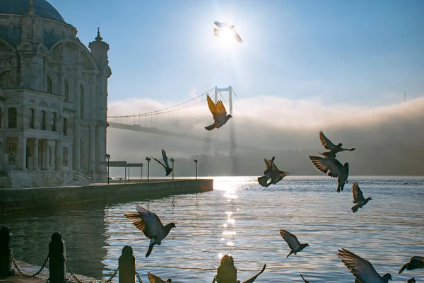 Tauben Fliegen Einem Nebligen Morgen Über Den Bosporus Die Märtyrerbrücke — Stockfoto