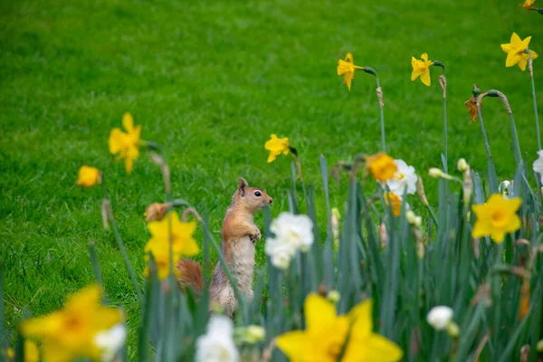 Kleine Mooie Eekhoorn Een Weiland Tussen Bloemen Tijdens Warme Lente — Stockfoto