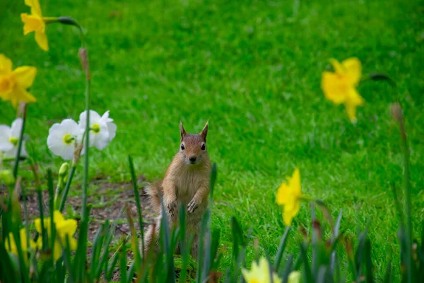 사이의 초원에 아름다운 다람쥐 — 스톡 사진