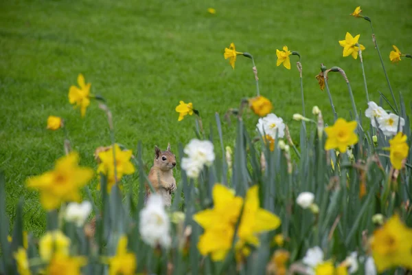 Kleine Mooie Eekhoorn Een Weiland Tussen Bloemen Tijdens Warme Lente — Stockfoto