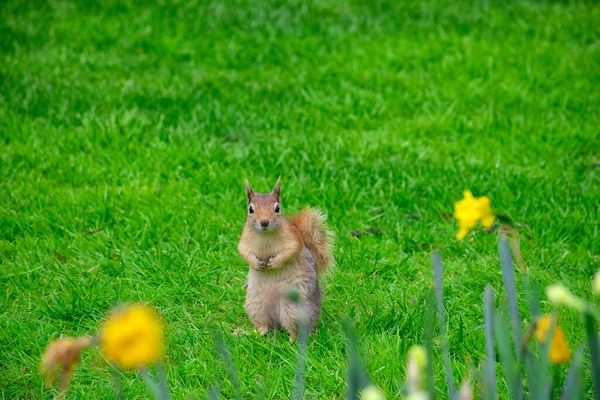 温暖的春天 在花丛中的草地上 有一只可爱的小松鼠 — 图库照片