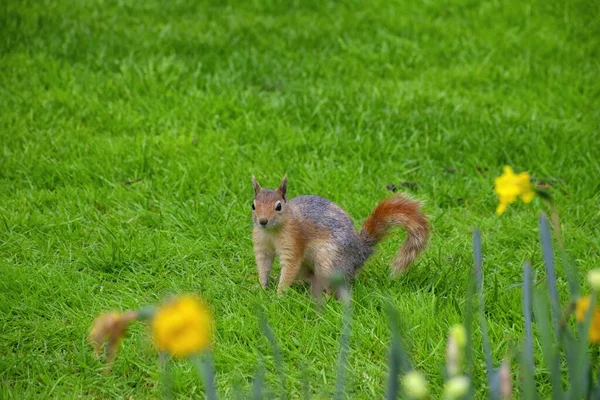 Small Lovely Squirrel Meadow Flowers Warm Spring — Stock Photo, Image