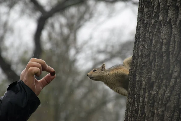 リスは木に座っている間に男の手からナッツを取ります — ストック写真