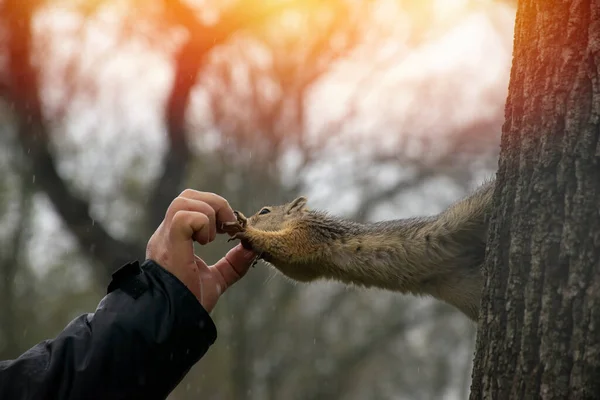 松鼠坐在树上时 从一个人的手上摘下一个坚果 — 图库照片