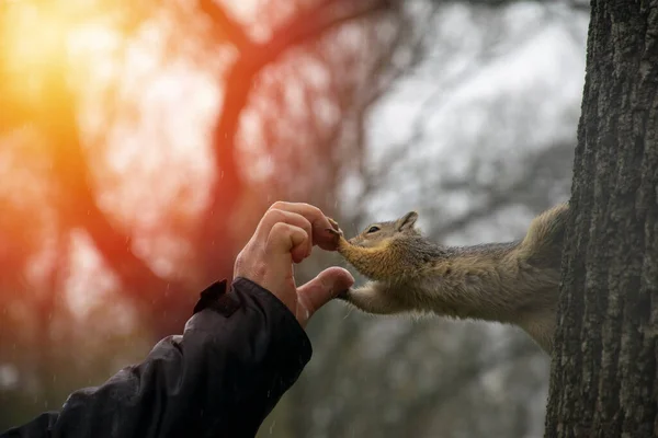 Squirrel Takes Nut Man Hands While Sitting Tree — Stock Photo, Image