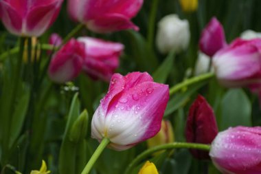 Arka planda su damlaları olan güzel pembe laleler..
