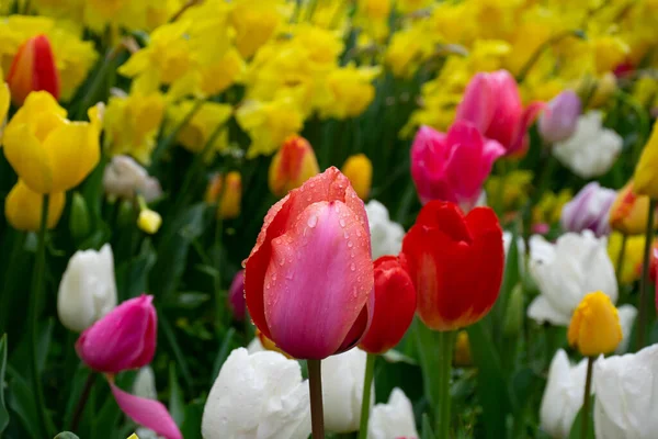 Hermosos Tulipanes Rosados Con Gotas Agua Para Fondo — Foto de Stock