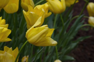 Arka planda su damlaları olan güzel sarı laleler..