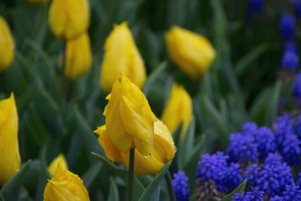 Hermosos Tulipanes Amarillos Con Gotas Agua Para Fondo — Foto de Stock