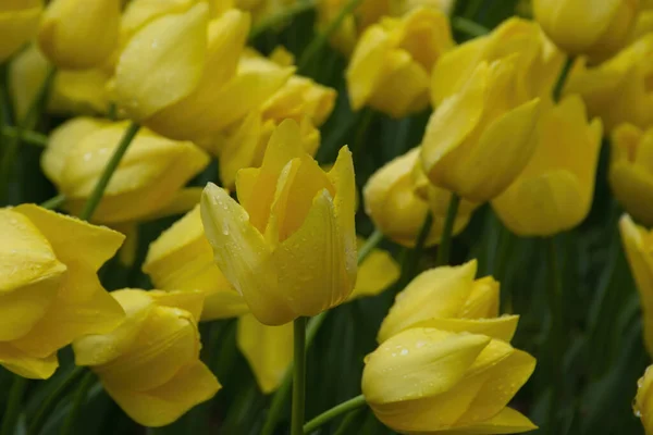 Красиві Жовті Тюльпани Краплями Води Фону — стокове фото