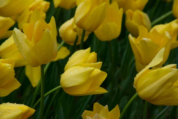 Hermosos Tulipanes Amarillos Con Gotas Agua Para Fondo — Foto de Stock