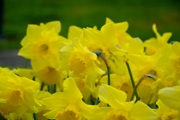 Красиві Жовті Тюльпани Краплями Води Фону — стокове фото