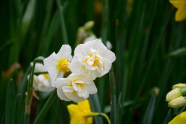 Arka planda su damlacıkları olan güzel beyaz laleler.