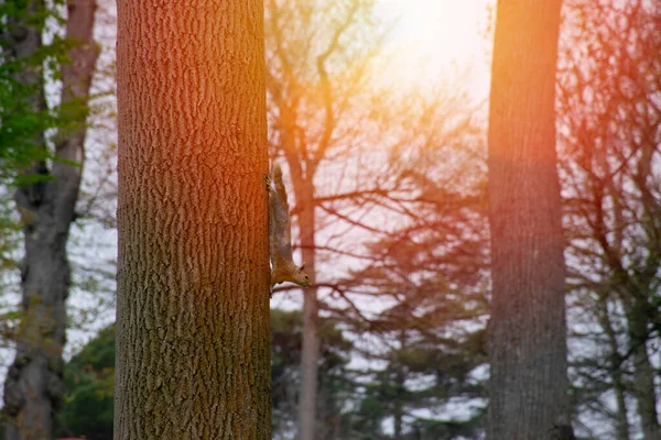 Pequeno Esquilo Vermelho Desce Tronco Uma Árvore Até Chão Para — Fotografia de Stock