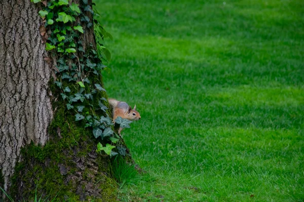 다람쥐는 줄기를 속에서 먹이를 땅으로 내려갑니다 공원에 다람쥐는 먹이를 대담하게 — 스톡 사진