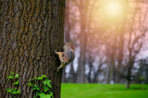 다람쥐는 줄기를 속에서 먹이를 땅으로 내려갑니다 공원에 다람쥐는 먹이를 대담하게 — 스톡 사진