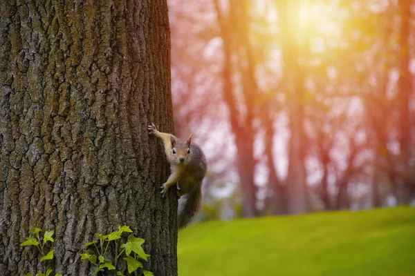 Pequeno Esquilo Vermelho Desce Tronco Uma Árvore Até Chão Para — Fotografia de Stock