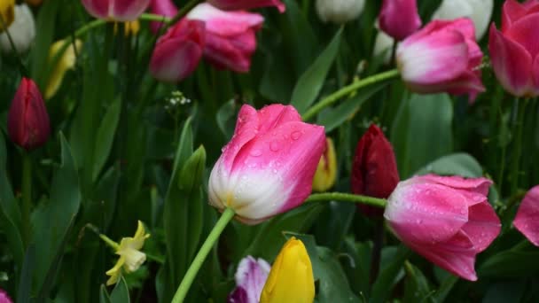 Rosafarbenes Tulpenvideo Mit Wassertropfen Lebendige Farbige Tulpenblüten Wachsen Park Köpfe — Stockvideo