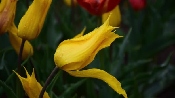 黄色郁金香视频与水滴 雨中的黄色郁金香花 公园里生长着色彩艳丽的黄色郁金香 头顶缓风飘扬 — 图库视频影像
