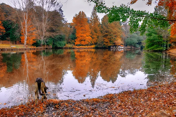 Dog drinking water from lake in autumn.