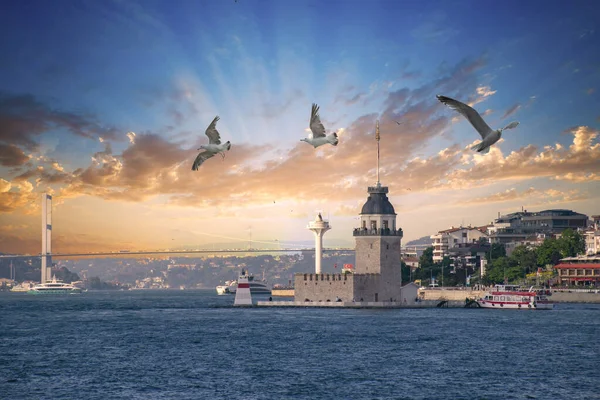 Möwe Der Nähe Des Maiden Tower Kiz Kulesi Istanbul Sommerabend — Stockfoto