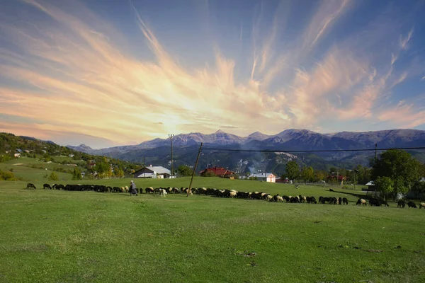 Berger Femelle Pâturant Troupeau Moutons Coucher Soleil Dans Les Hautes — Photo