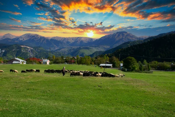 stock image Female shepherd grazing herd of sheep at sunset in the highland