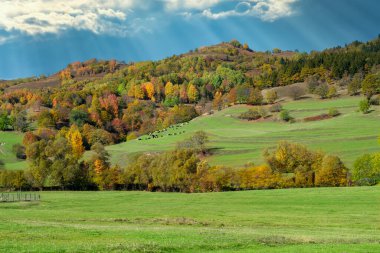 Lambs and goats grazing in meadows around Savsat Plateau in Artvin. Lambs and goats grazing in autumn.