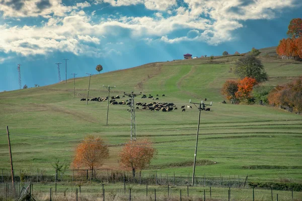 Agneaux Chèvres Paissant Dans Les Prairies Autour Plateau Savsat Artvin — Photo