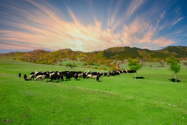 Troupeau Moutons Broutant Dans Une Colline Coucher Soleil — Photo