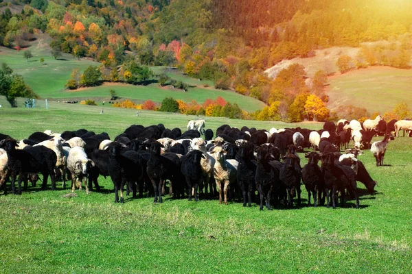 Troupeau Moutons Broutant Dans Une Colline Coucher Soleil — Photo