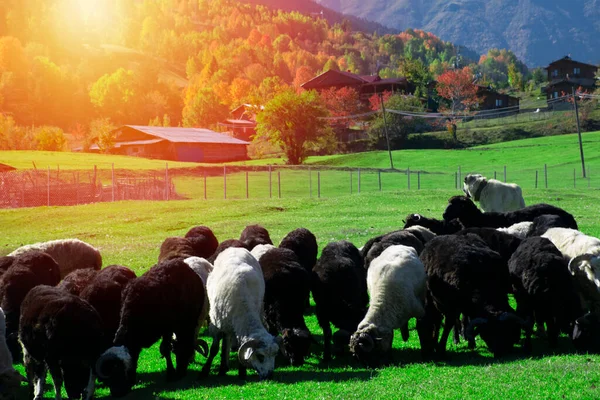 Corderos Cabras Pastando Prados Alrededor Savsat Plateau Artvin Corderos Cabras —  Fotos de Stock