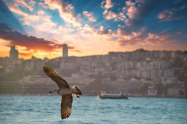 Een Meeuw Die Bosporus Vliegt Zeemeeuw Die Zee Vliegt — Stockfoto