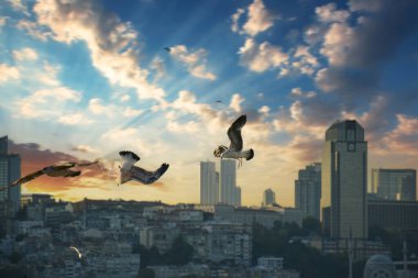 Boğaz 'da uçan bir martı. Martı denizin üzerinde uçuyor..