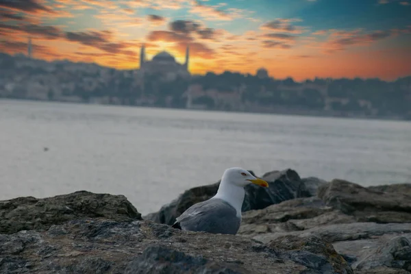 Eine Möwe Wandert Zwischen Den Felsen Istanbul — Stockfoto